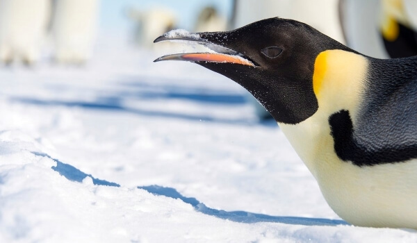 Foto: Grande Pinguim Imperador
