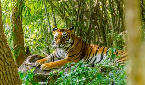 Foto: tigre indiano
