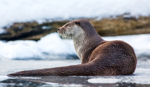 Photo: Otter in winter