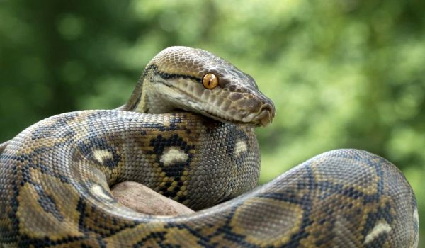 Photo: Reticulated Python Snake