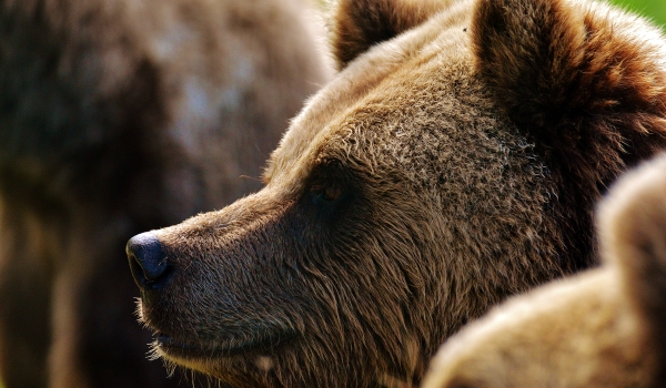 Que mangent les ours bruns ?