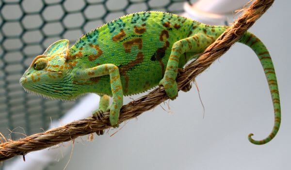 Photo: Yemeni Chameleon female