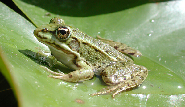 Photo: Lake Frog