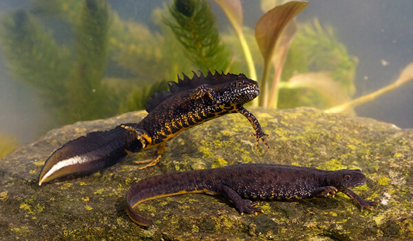 Photo: Crested newt in nature