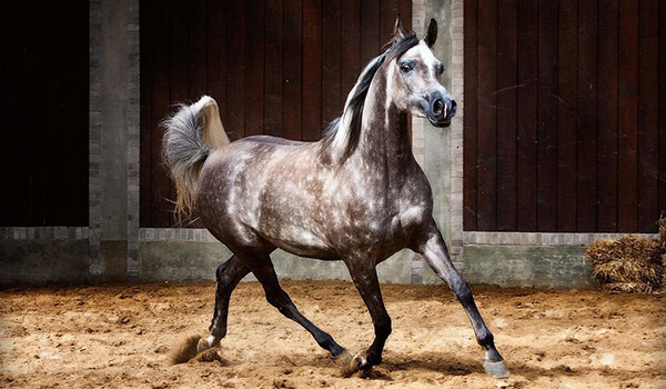 Foto: Como é um cavalo árabe