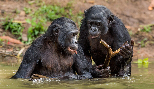 Foto: Sådan ser bonoboer ud