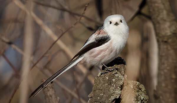 Photo: Long-tailed Tit