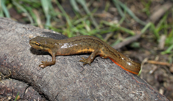 Foto: salamandra comum do Livro Vermelho