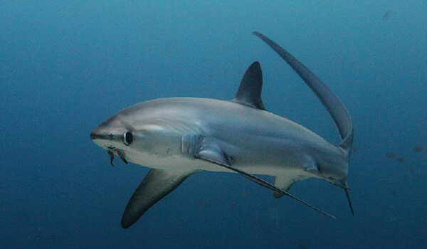  Photo: Bigeye Thresher Shark
