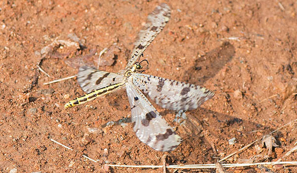 Photo: Antlion in Russia