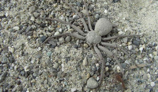 Foto: araña de arena de seis ojos