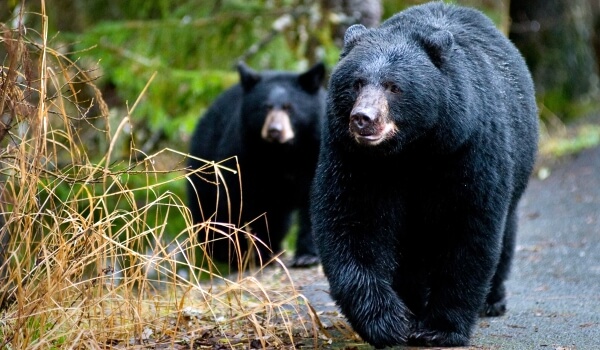 Foto: Černý medvěd v lese
