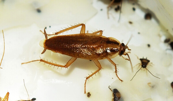 Foto: Indendørs rød kakerlak