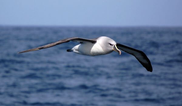 Photo: Red Book Albatros