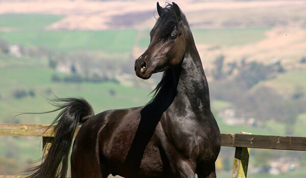 Photo: Black Arabian Horse