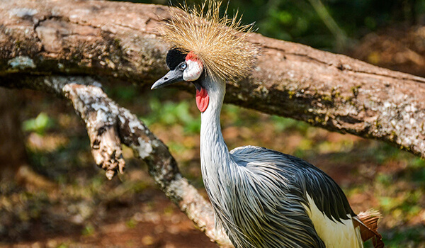 Photo: Crowned Crane