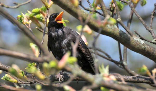  Photo: Blackbird on a tree