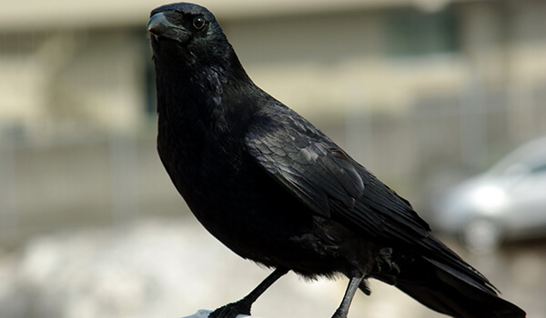Photo: What a black crow looks like