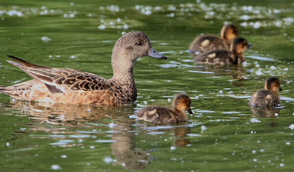 Photo: Sviya duck chicks