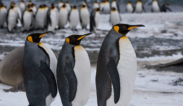 Photo: King penguins at the South Pole