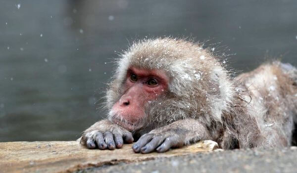 Photo: Japanese macaque in winter