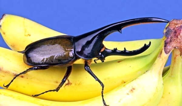 Photo: Large Hercules Beetle
