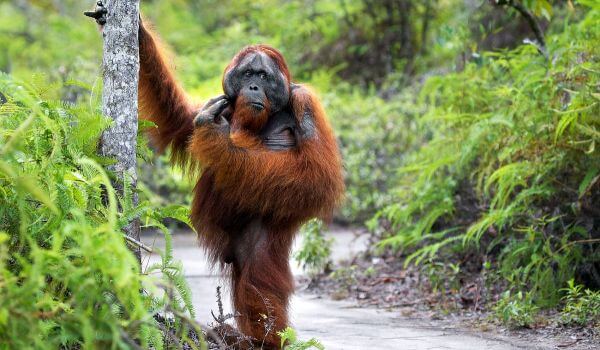 Photo: Orangutan