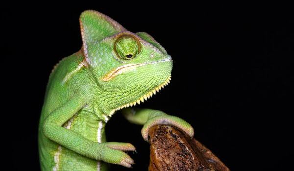 Photo: Yemeni chameleon animal
