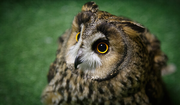 Photo: Long-eared owl in Russia