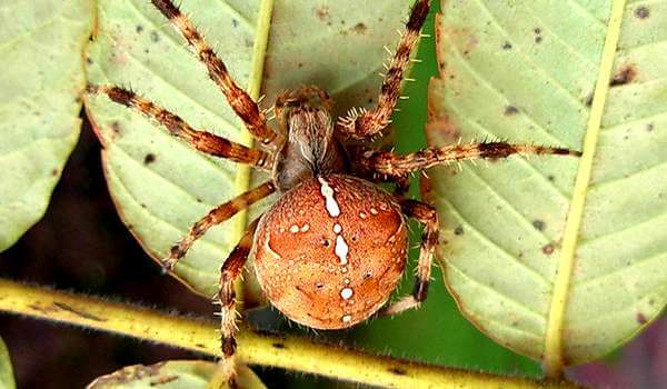 Photo: Female X-Spider