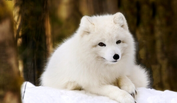 Photo: Arctic fox in winter