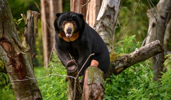 Foto: Biruang eller malaysisk bjørn