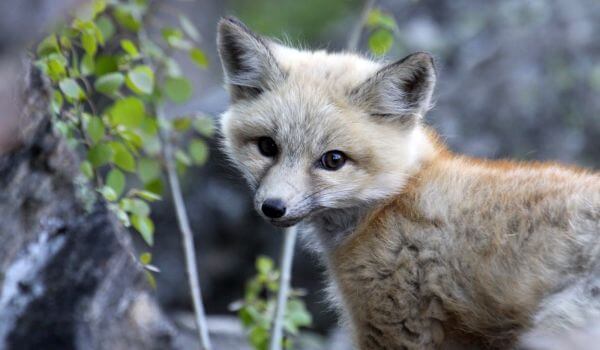 Photo: Gray Fox Cub