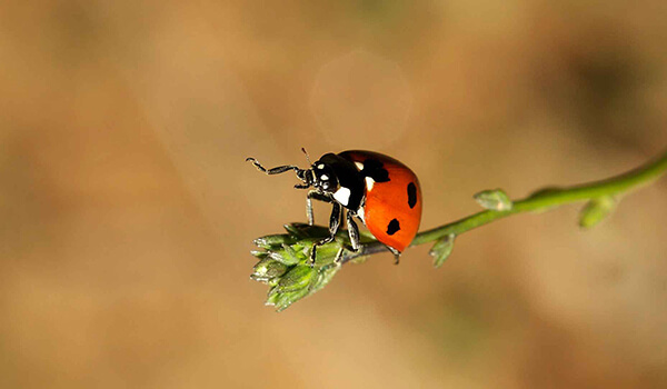 Photo: God's ladybug in nature