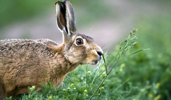 Photo: Large hare