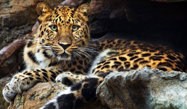 Foto: Dálný východ leopard z Červené knihy