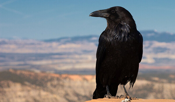 Photo: Black Crow