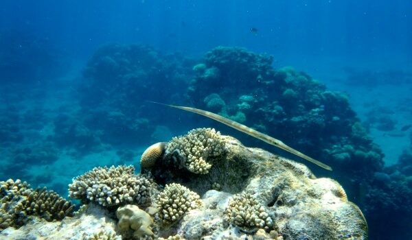 Photo: Marine needlefish