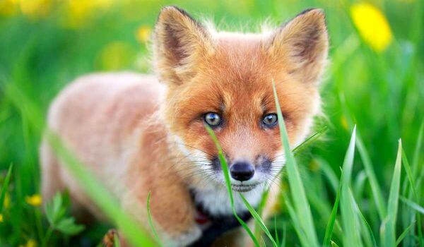 Foto: Baby fox