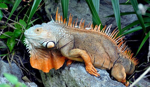 Foto: Iguana en la naturaleza