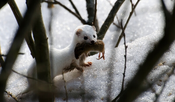 Foto: Lasička na sněhu