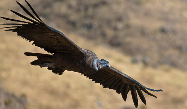 Foto: Condor andino em voo