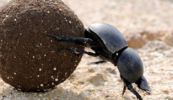 Photo: Insect dung beetle