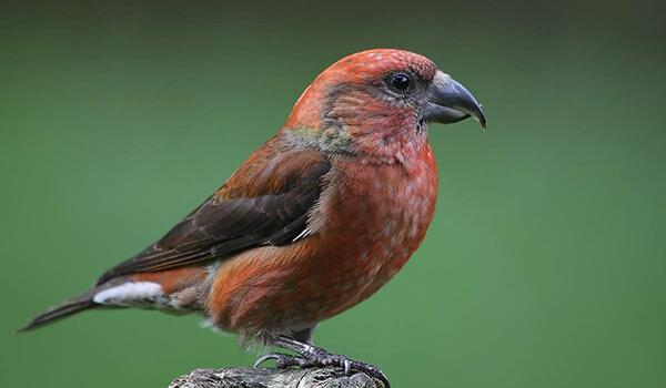 Photo: Crossbill in nature