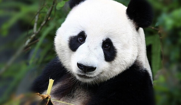 Foto: Animal panda gigante