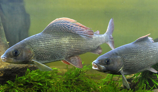 Photo: Grayling fish
