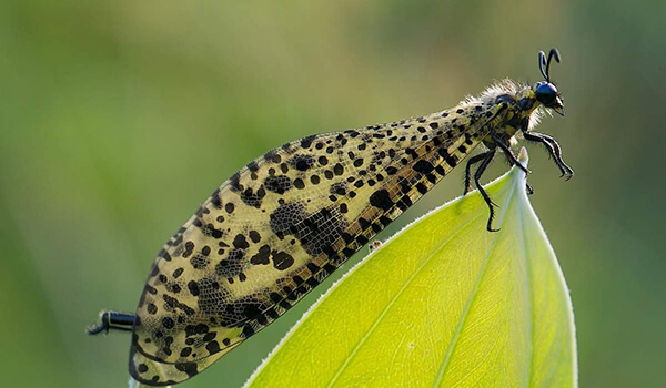 Photo: What an antlion looks like