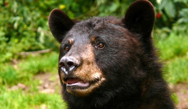 Foto: Americký černý medvěd