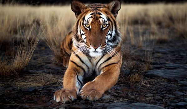  Foto: Tigre da Indochina