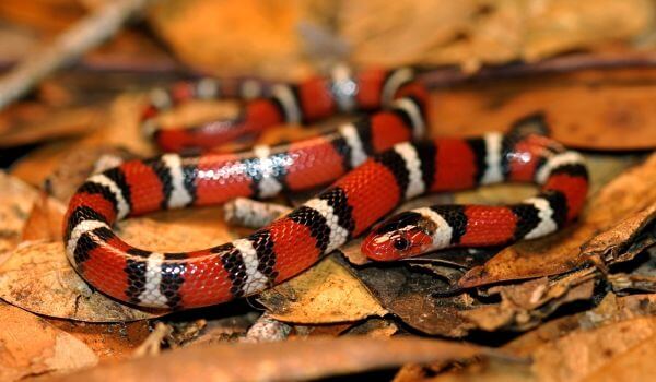 Foto: Common Coral Snake